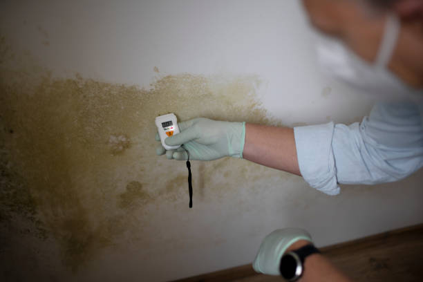 Best Attic Mold Removal  in Eureka, MO
