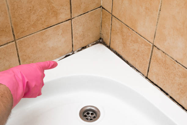 Best Emergency Mold Removal  in Eureka, MO