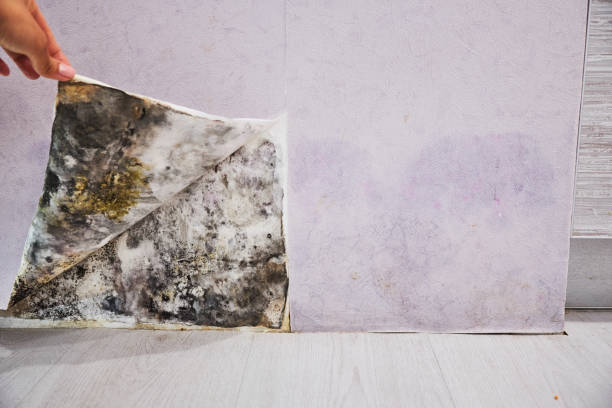 Professional Mold Removal in Eureka, MO